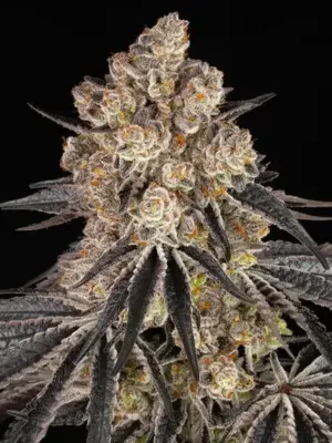 Rainbow Sherbet - Barneys Farm feminisiert 3er Pack