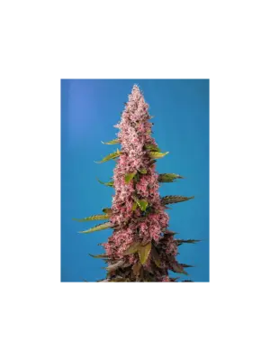 Red Hot Cookies – Sweet Seeds feminisiert 3er Pack Red Hot Cookies - Sweet Seeds feminisiert 3er Pack