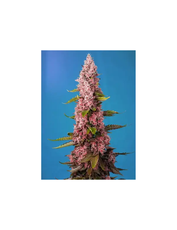 Red Hot Cookies – Sweet Seeds feminisiert 3er Pack