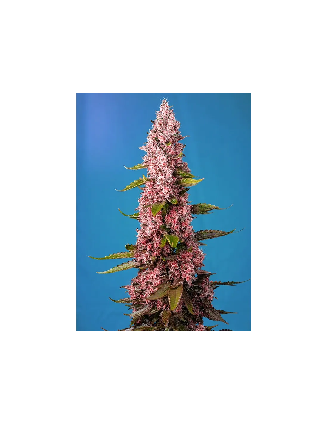 Red Hot Cookies - Sweet Seeds feminisiert 3er Pack