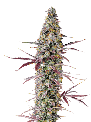 Red Banana Berry - Growers Choice feminisiert 3er Pack