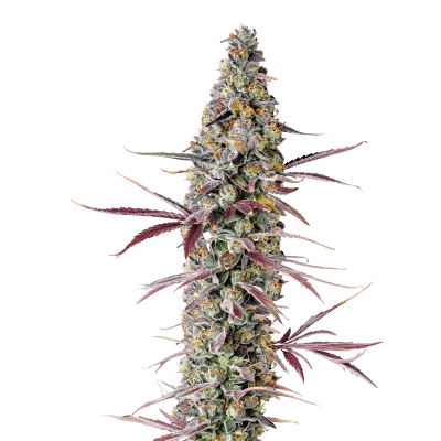 Red Banana Berry – Growers Choice feminisiert 3er Pack Cannabis Samen