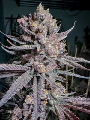Ripe - Solfire Gardens feminisiert 6er Pack