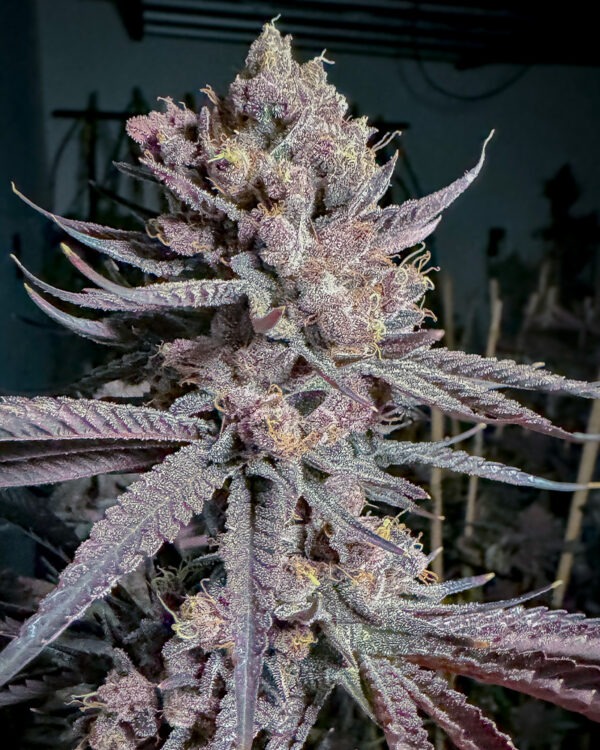 Ripe - Solfire Gardens feminisiert 6er Pack