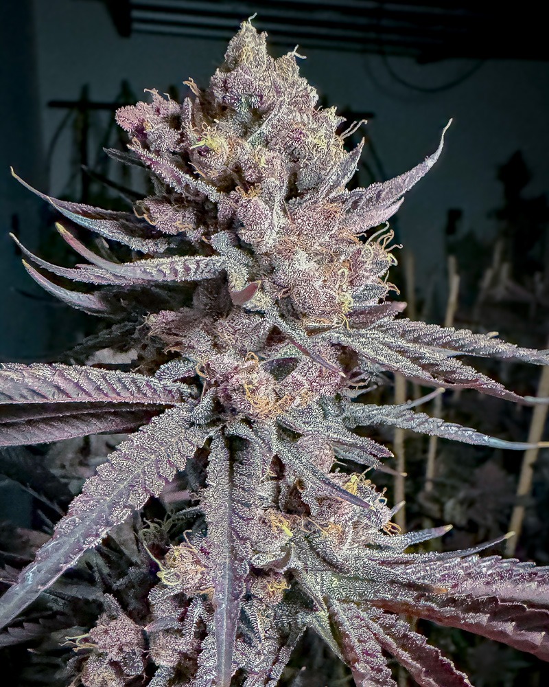 Ripe - Solfire Gardens feminisiert 6er Pack