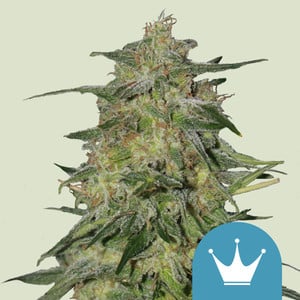 Royal Highness CBD Royal Queen Seeds feminisiert 3er Pack