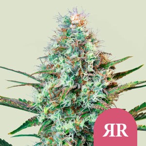 Royal Runtz - Royal Queen Seeds feminisiert 3er Pack