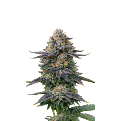 rs11_feminized_by_growerschoice.png RS 11 – Growers Choice feminisiert 3er Pack Cannabis Samen