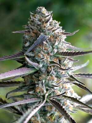 Runtz Fast Flowering – Humboldt Seeds feminisiert 3er Pack Runtz Fast Flowering - Humboldt Seeds feminisiert 3er Pack