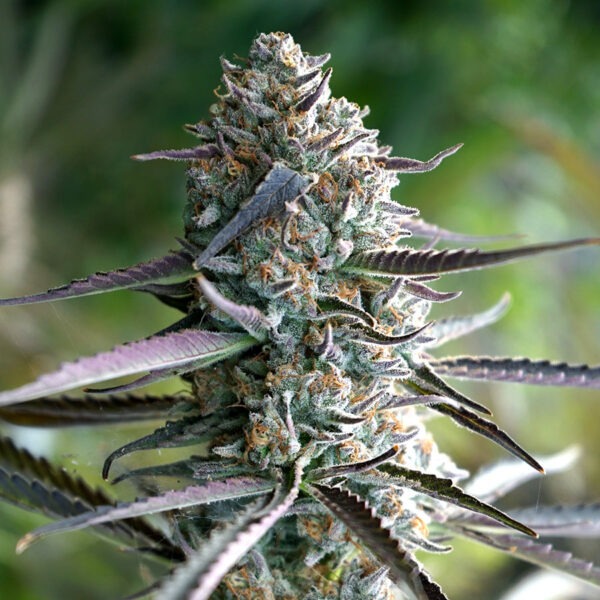 Runtz Fast Flowering – Humboldt Seeds feminisiert 3er Pack