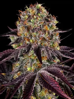Runtz Layer Cake - Barneys Farm feminisiert 3er Pack