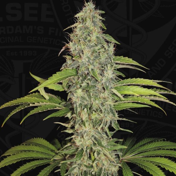 S.A.G.E. CBD - T.H. Seeds feminisiert 2er Pack