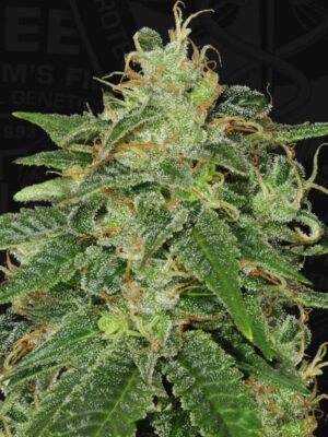 S.A.G.E. - T.H. Seeds feminisiert 5er Pack