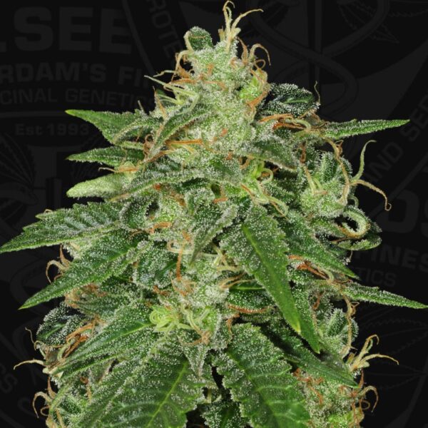 sage_3.jpg S.A.G.E. - T.H. Seeds feminisiert 5er Pack