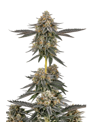 San Fernando Valley X Purps - Growers Choice feminisiert 3er Pack