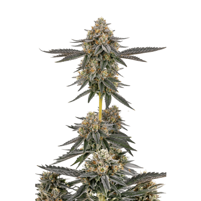 San Fernando Valley X Purps – Growers Choice feminisiert 3er Pack San Fernando Valley X Purps - Growers Choice feminisiert 3er Pack