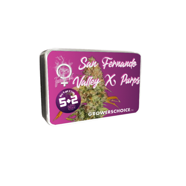 Growers Choice San Fernando Valley x The Purps Samen – Bild 3