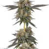 Growers Choice San Fernando Valley x The Purps Samen – Bild 4