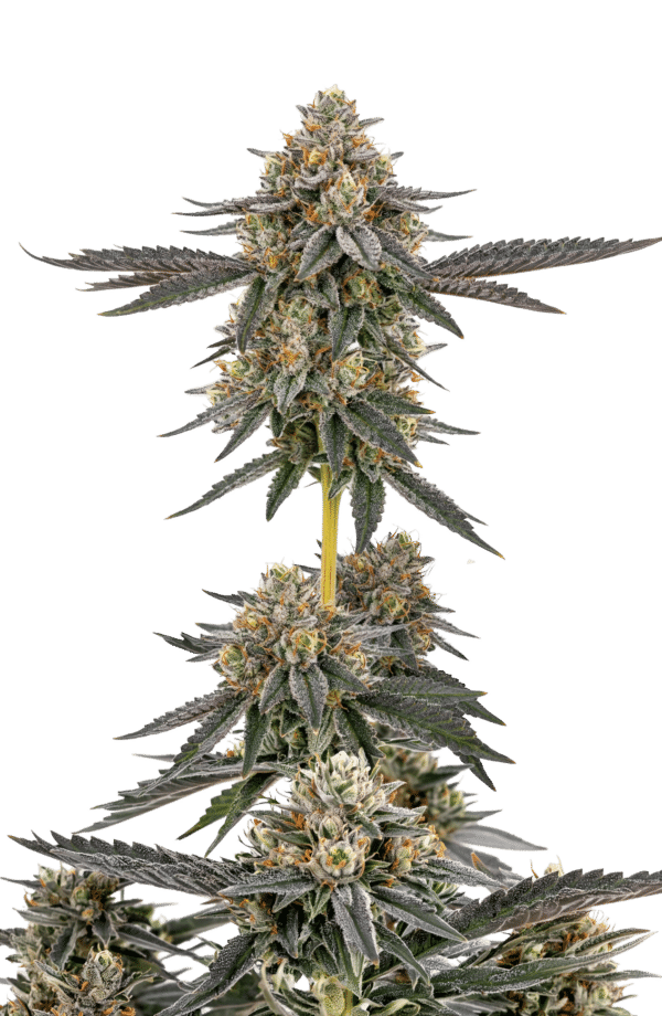 Growers Choice San Fernando Valley x The Purps Samen – Bild 4