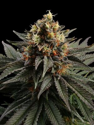 sativa-dream-flower.jpg Sativa Dream - Kannabia feminisiert 3er Pack
