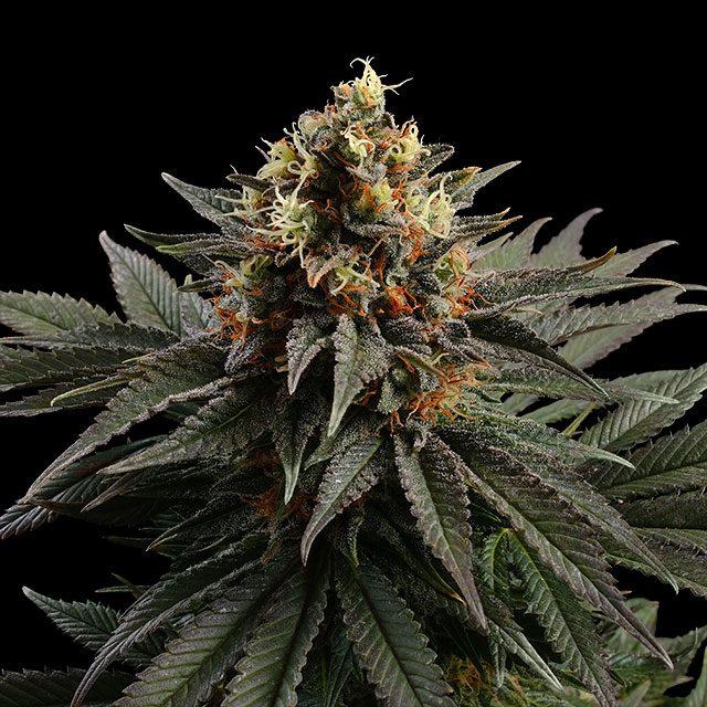 Sativa Dream - Kannabia feminisiert 3er Pack