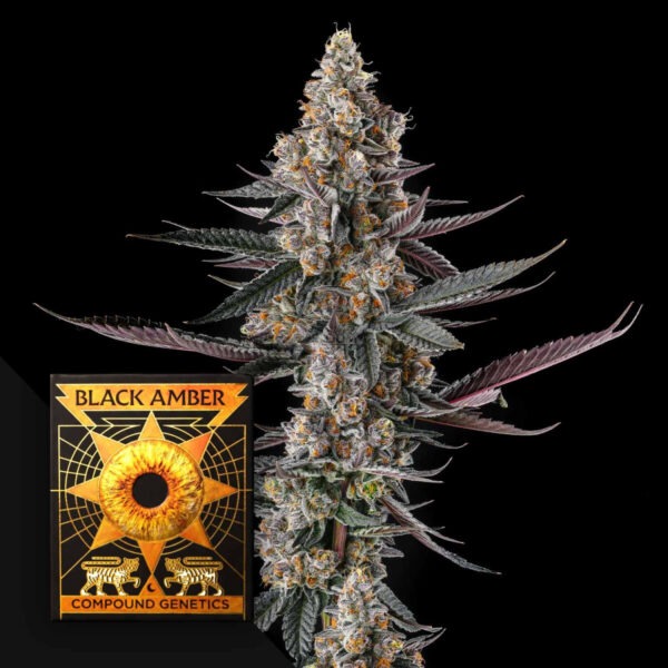 Shake Back Compound Genetics feminisiert 3er Pack