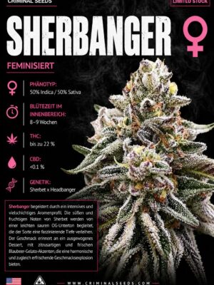 Sherbanger x Cali - Criminal Seeds feminisiert 3er Pack