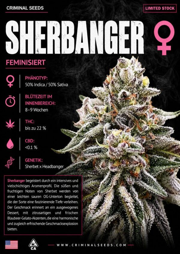 Sherbanger x Cali – Criminal Seeds feminisiert 3er Pack