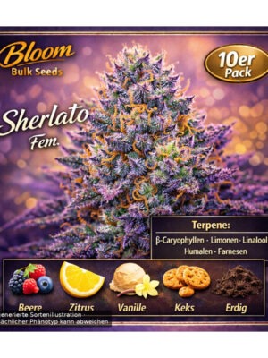 Sherlato – Bloom Bulk Seeds feminisiert 10er Pack Sherlato - Bloom Bulk Seeds feminisiert 10er Pack