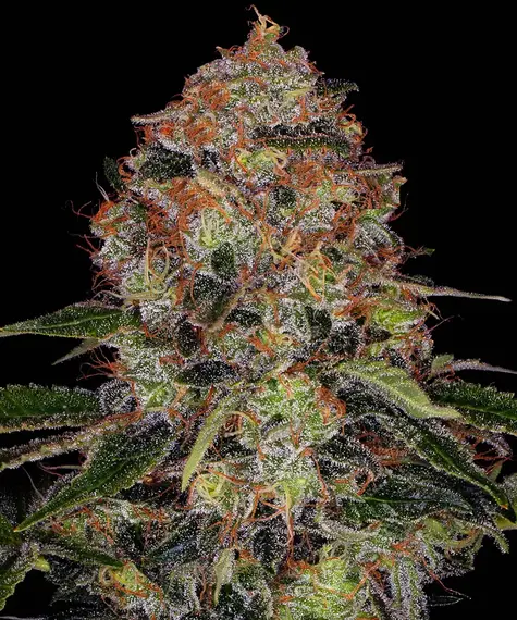 shiskaberry