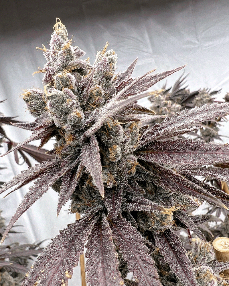 Shot Caller - Solfire Gardens feminisiert 6er Pack