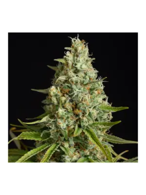 silent-seeds-amnesia-lemon.webp Amnesia Lemon - Silent Seeds feminisiert 3er Pack