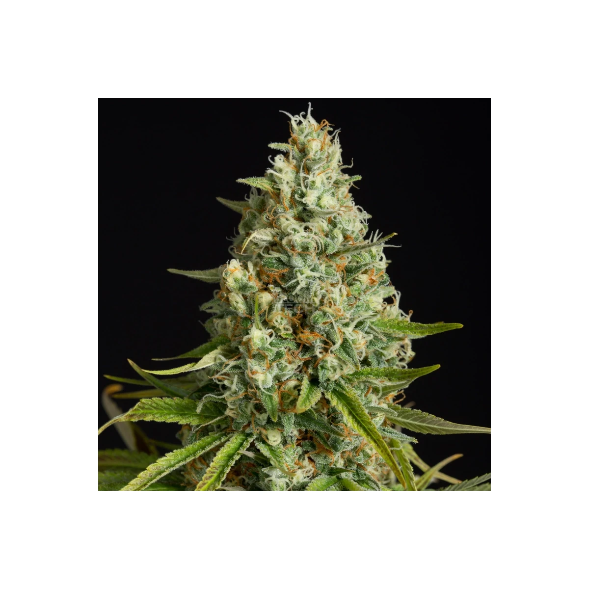 Amnesia Lemon - Silent Seeds feminisiert 3er Pack
