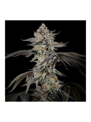 silent-seeds-cheery-essence.jpg Cherry Essence - Silent Seeds feminisiert 3er Pack