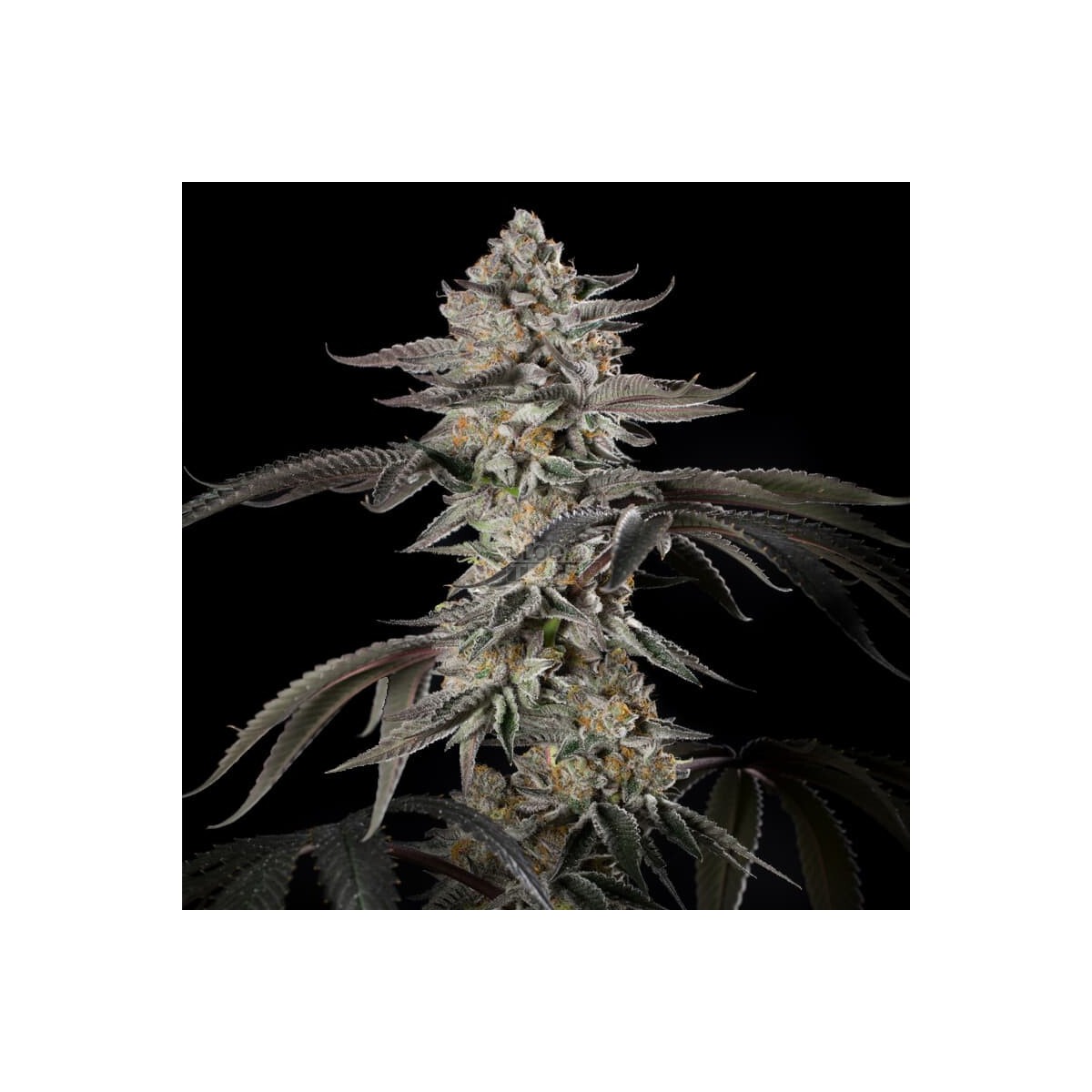 Cherry Essence - Silent Seeds feminisiert 3er Pack