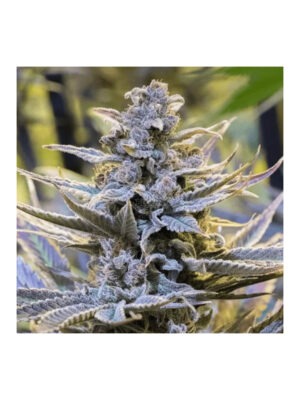 silent-seeds-cookielato.jpg Cookielato - Silent Seeds feminisiert 3er Pack
