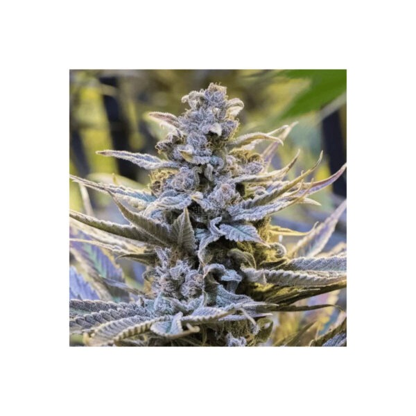 silent-seeds-cookielato.jpg Cookielato - Silent Seeds feminisiert 3er Pack