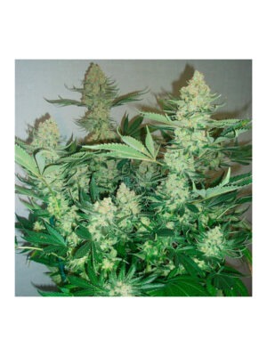 silent-seeds-critical-mango.jpg Critical Mango - Silent Seeds feminisiert 3er Pack