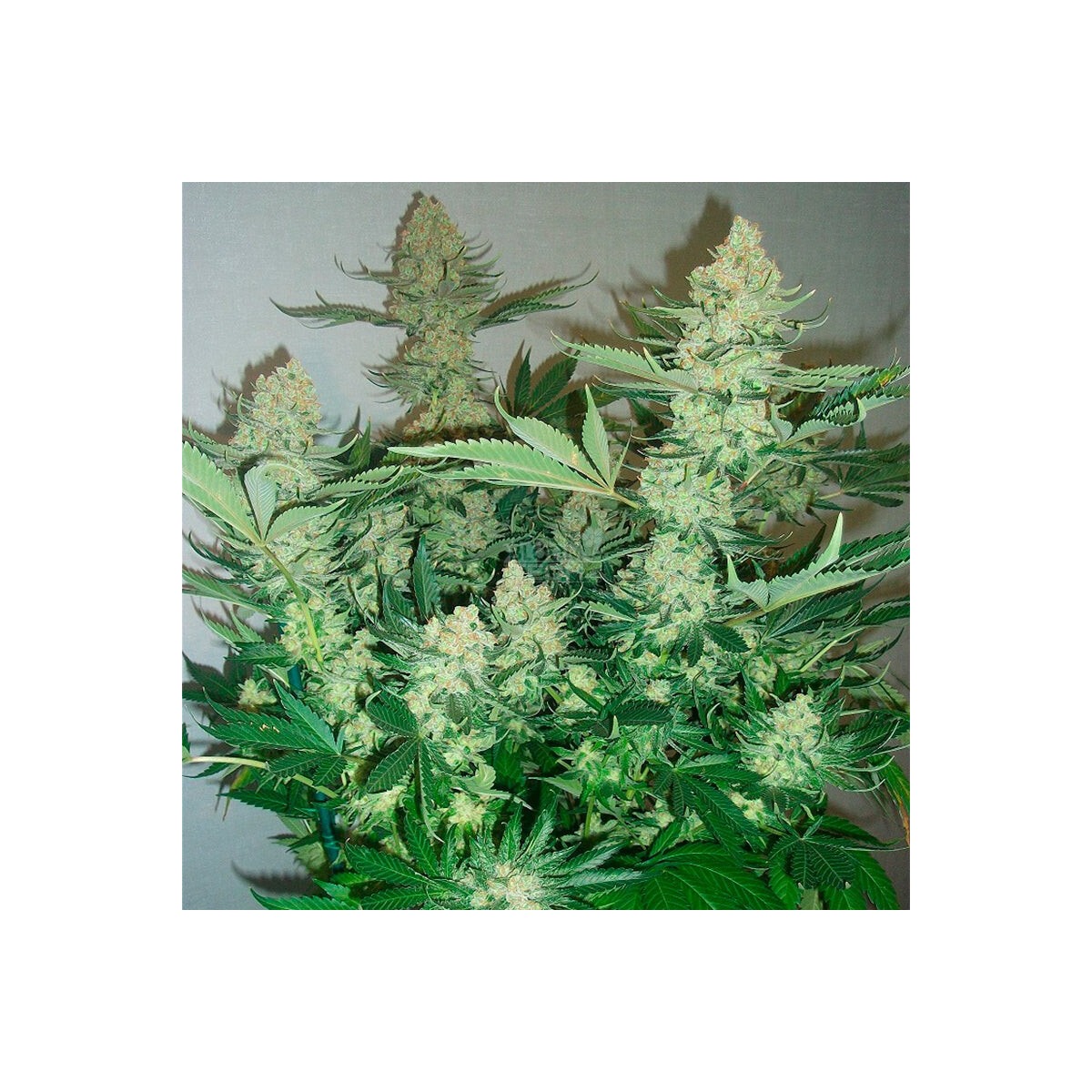 Critical Mango - Silent Seeds feminisiert 3er Pack