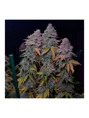 silent-seeds-gorilla-frost.jpg Gorilla Frost - Silent Seeds feminisiert 3er Pack