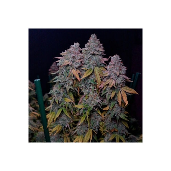 silent-seeds-gorilla-frost.jpg Gorilla Frost feminisierte Cannabissamen