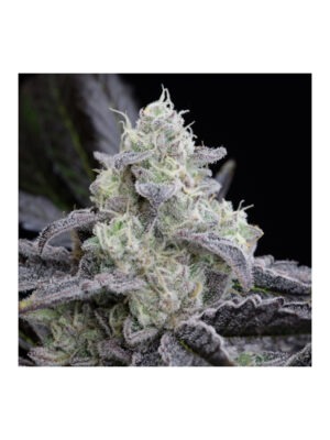 silent-seeds-la-vanilla-cake.jpg L.A. Vanilla Cake - Silent Seeds feminisiert 3er Pack