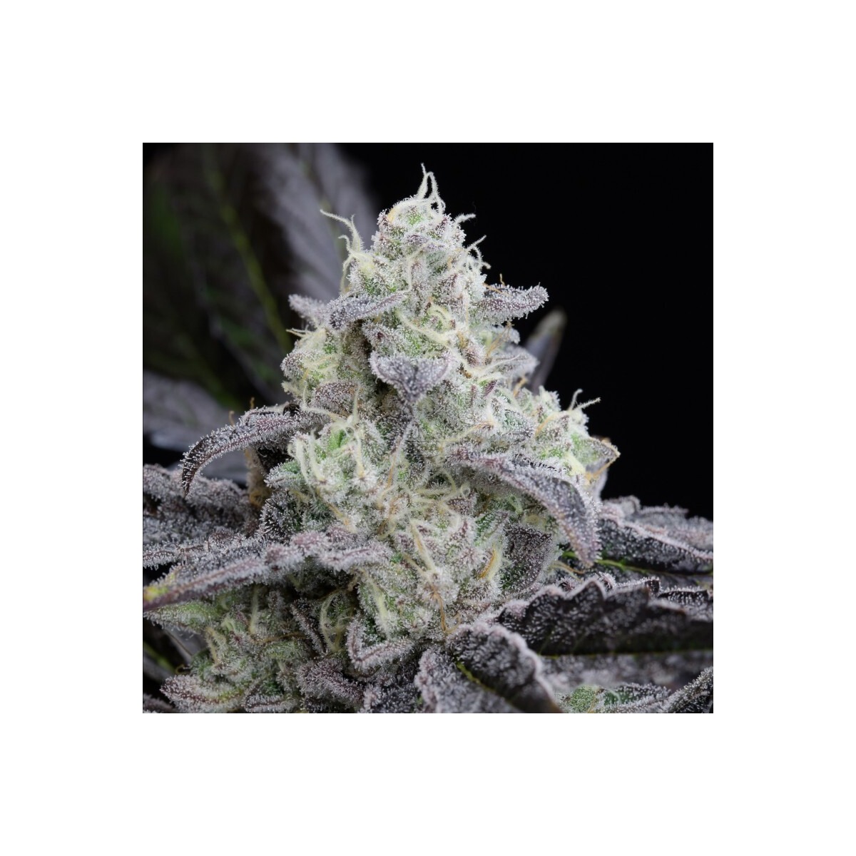 L.A. Vanilla Cake - Silent Seeds feminisiert 3er Pack