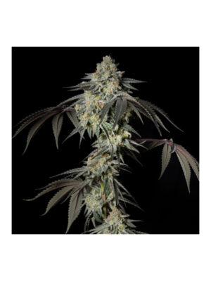 silent-seeds-mint-candy.jpg Mint Candy - Silent Seeds feminisiert 3er Pack