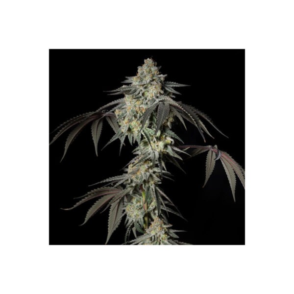 silent-seeds-mint-candy.jpg Mint Candy feminisierte Cannabissamen