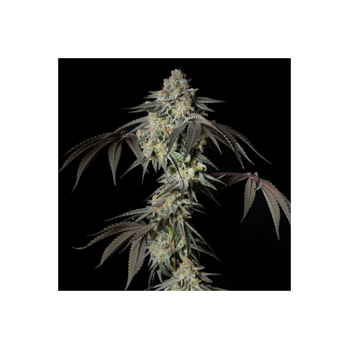 Mint Candy - Silent Seeds feminisiert 3er Pack