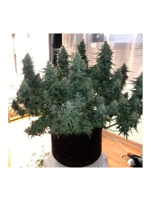silent-seeds-mobby-dick.jpg Moby Dick - Silent Seeds feminisiert 3er Pack