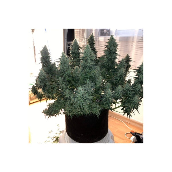 Moby Dick feminisierte Cannabissamen
