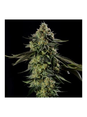 silent-seeds-rainbow-gas.jpg Rainbow Gas - Silent Seeds feminisiert 3er Pack