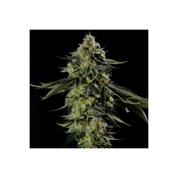Rainbow Gas - Silent Seeds feminisiert 3er Pack